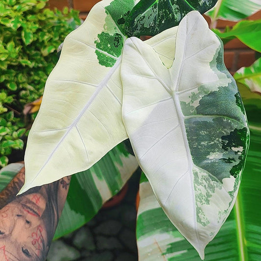 Alocasia Frydek y Frydek Variegada: Exigentes Bellezas