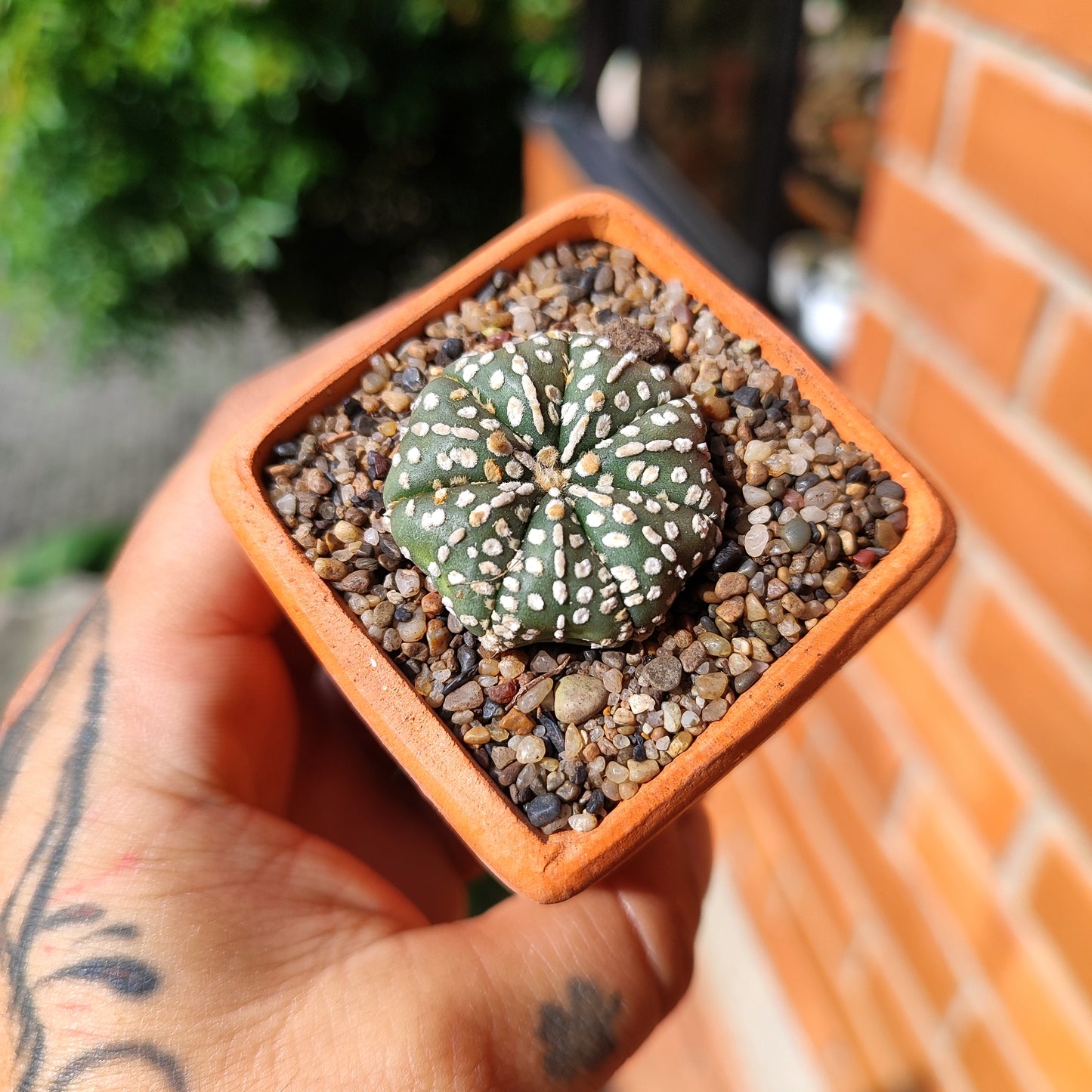 Astrophytum Asterias Super Kabuto #36 en matera de barro