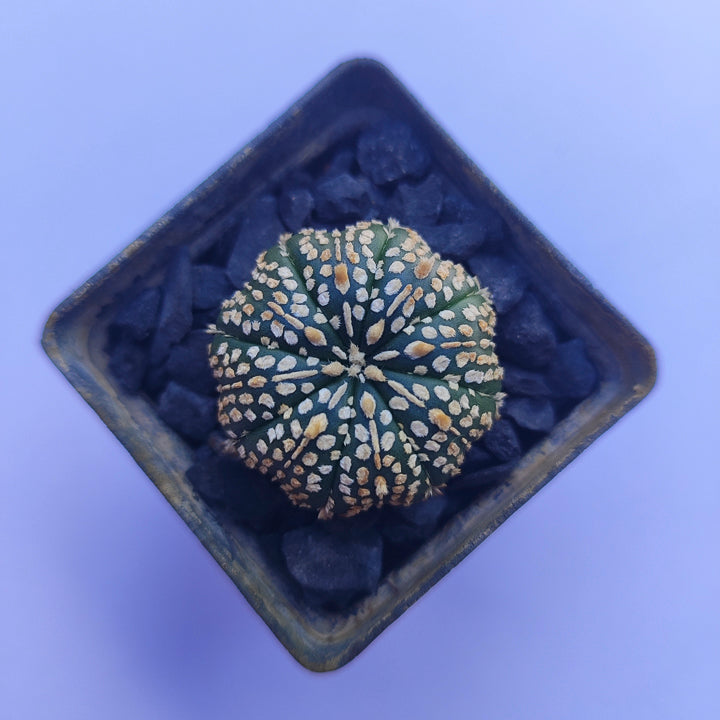 Astrophytum Asterias Super Kabuto #27 en matera p5