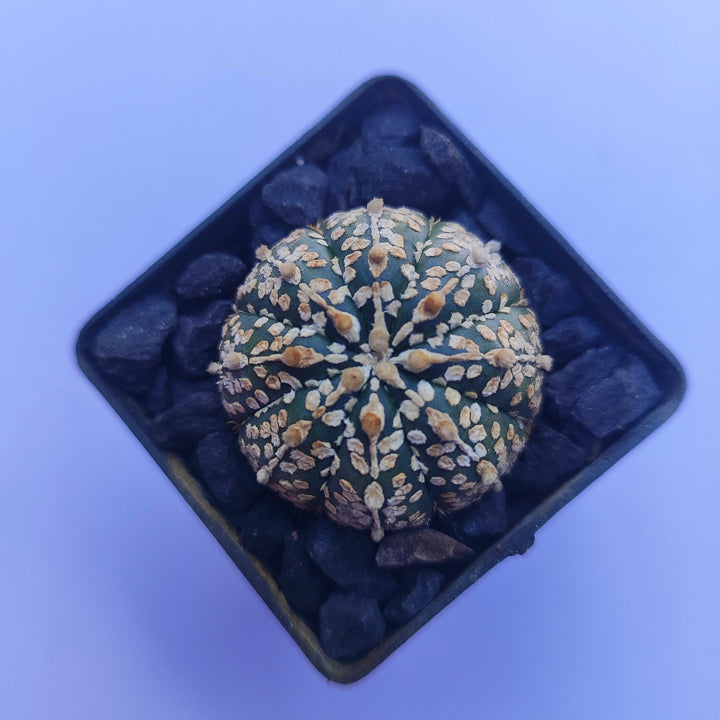 Astrophytum Asterias Super Kabuto #28 en matera p5