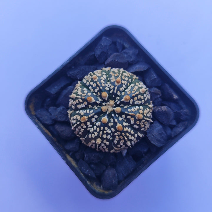 Astrophytum Asterias Super Kabuto #31 en matera p5
