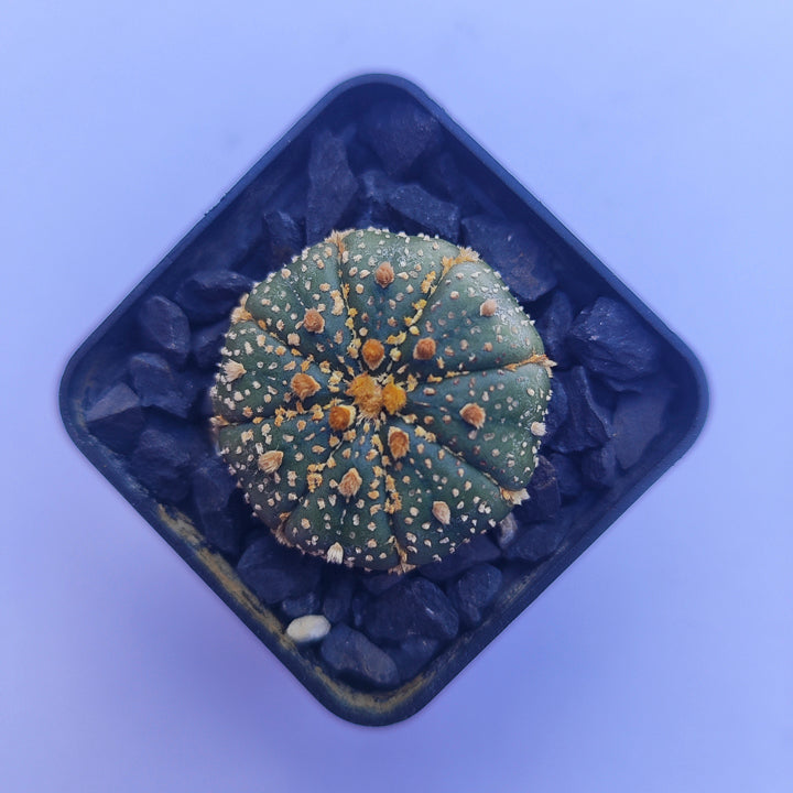 Astrophytum Asterias Super Kabuto #34 en matera p5