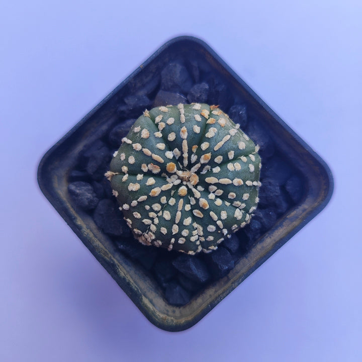 Astrophytum Asterias Super Kabuto #36 en matera p5