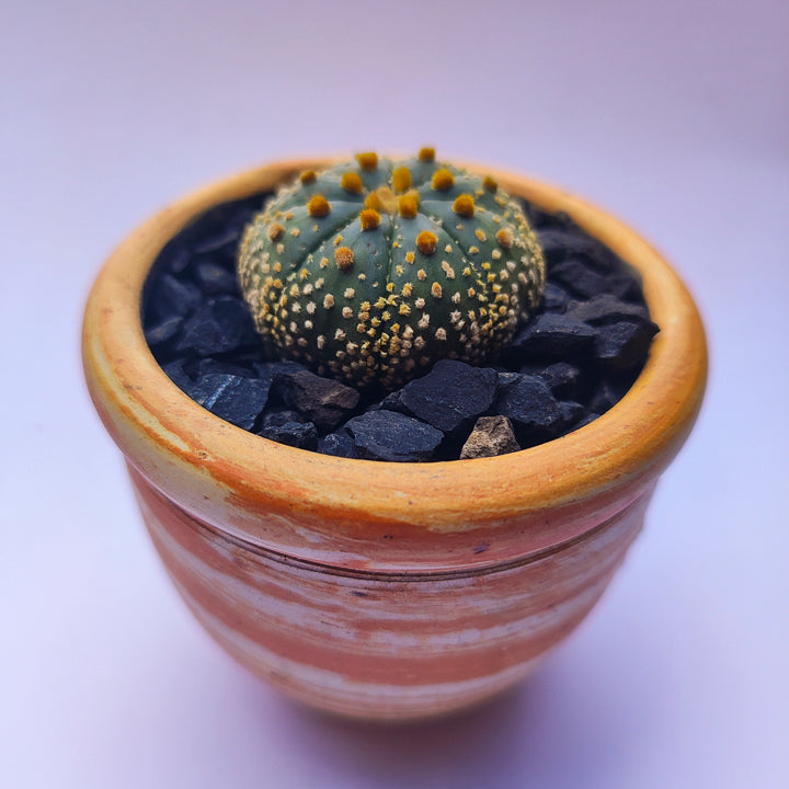 Astrophytum Asterias Super Kabuto #24 en matera de barro pequeña
