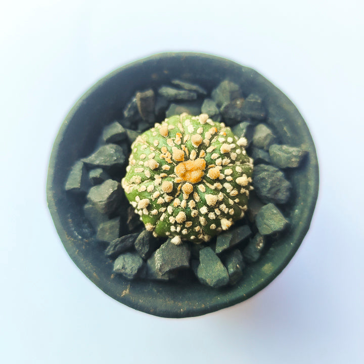Astrophytum Asterias Super Kabuto #12 en matera p5