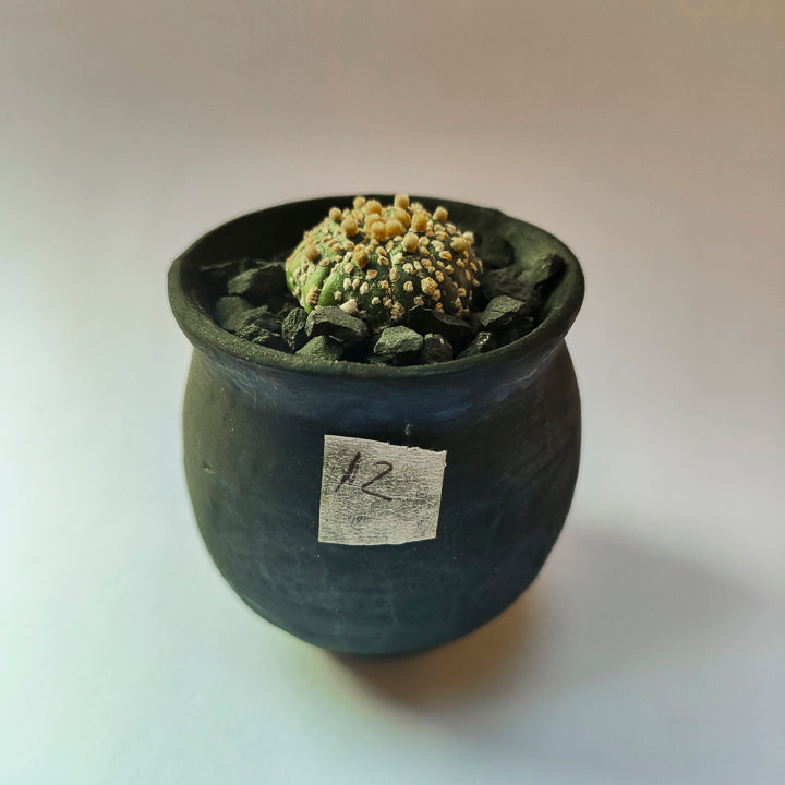 Astrophytum Asterias Super Kabuto #12 en matera p5