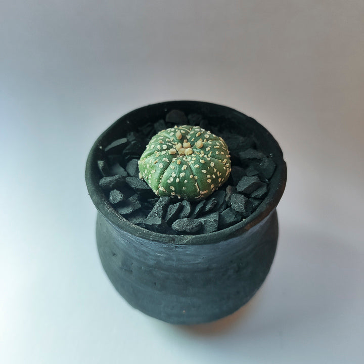 Astrophytum Asterias Super Kabuto #16 en matera pequeña de barro
