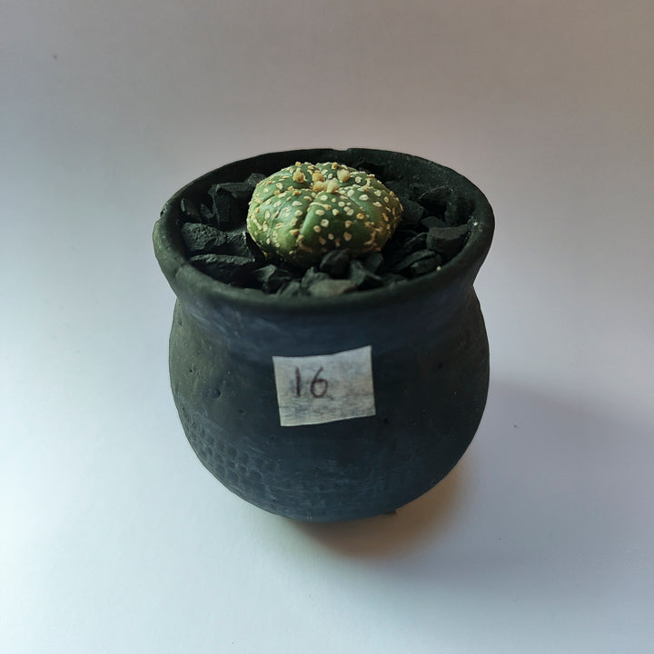 Astrophytum Asterias Super Kabuto #16 en matera pequeña de barro