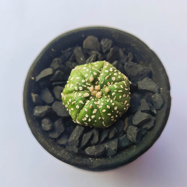 Astrophytum Asterias Super Kabuto #16 en matera pequeña de barro