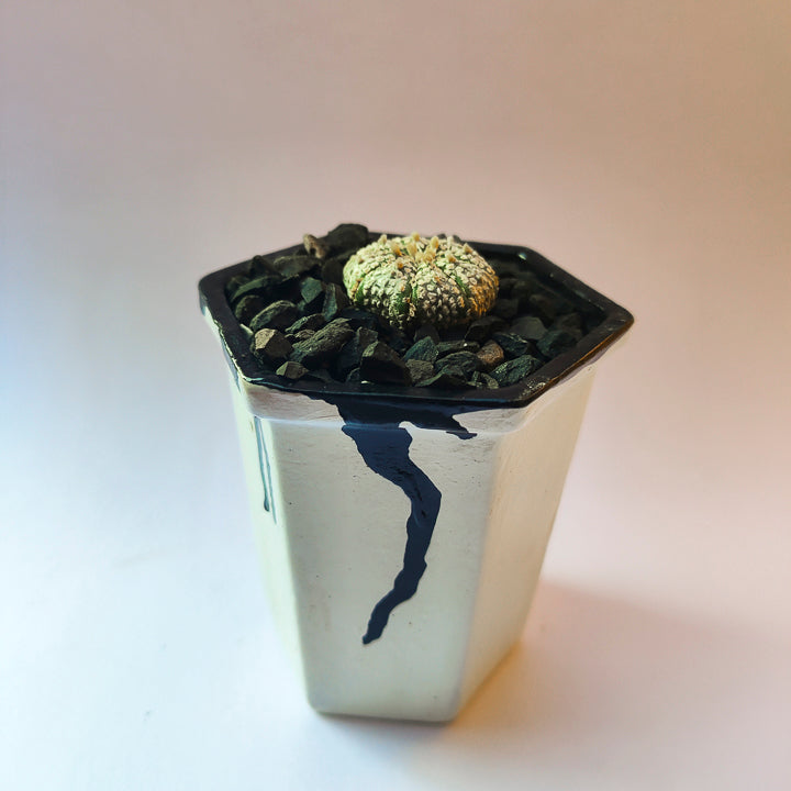 Astrophytum Asterias Super Kabuto #20 en matera de barro pequeña