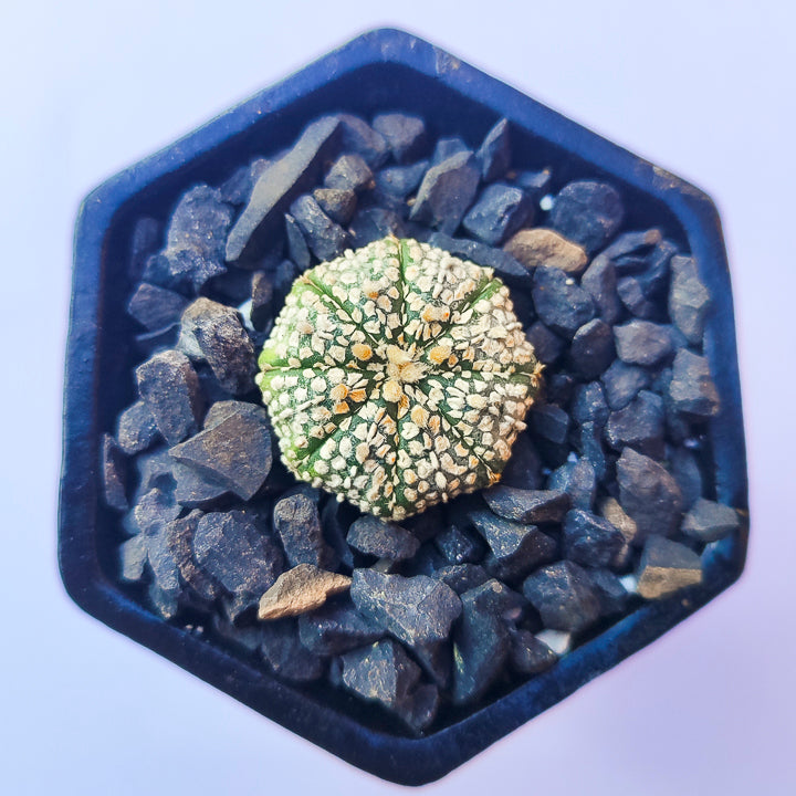 Astrophytum Asterias Super Kabuto #20 en matera de barro pequeña