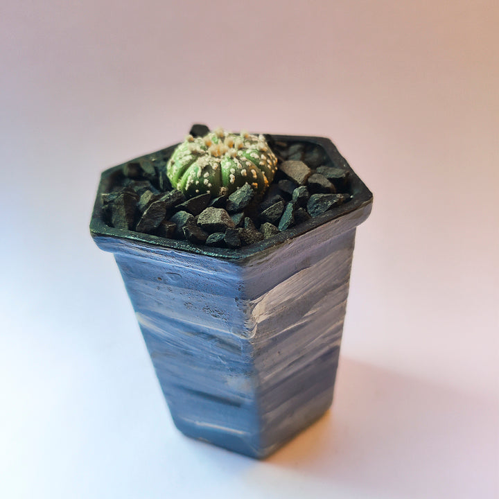 Astrophytum Asterias Super Kabuto #23 en matera de barro pequeña