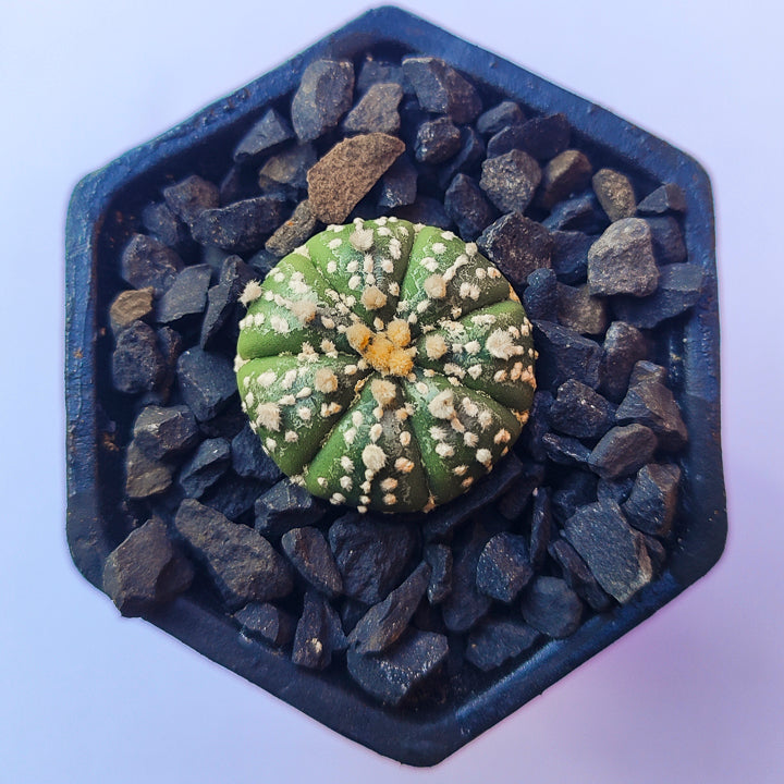 Astrophytum Asterias Super Kabuto #23 en matera de barro pequeña