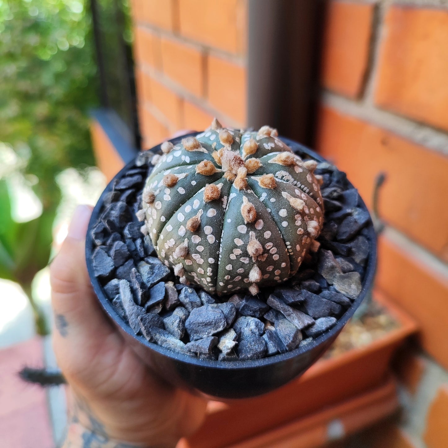 Astrophytum Asterias Super Kabuto #42 Mediano