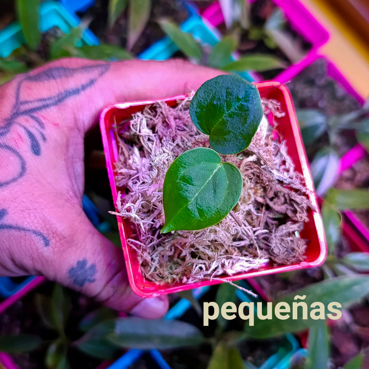 Anturio Crystallinum