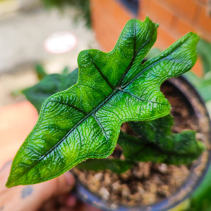 Combo Alocasias Pequeñas