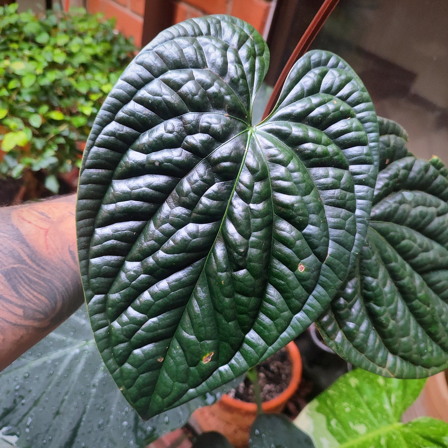 Anturio Luxurians