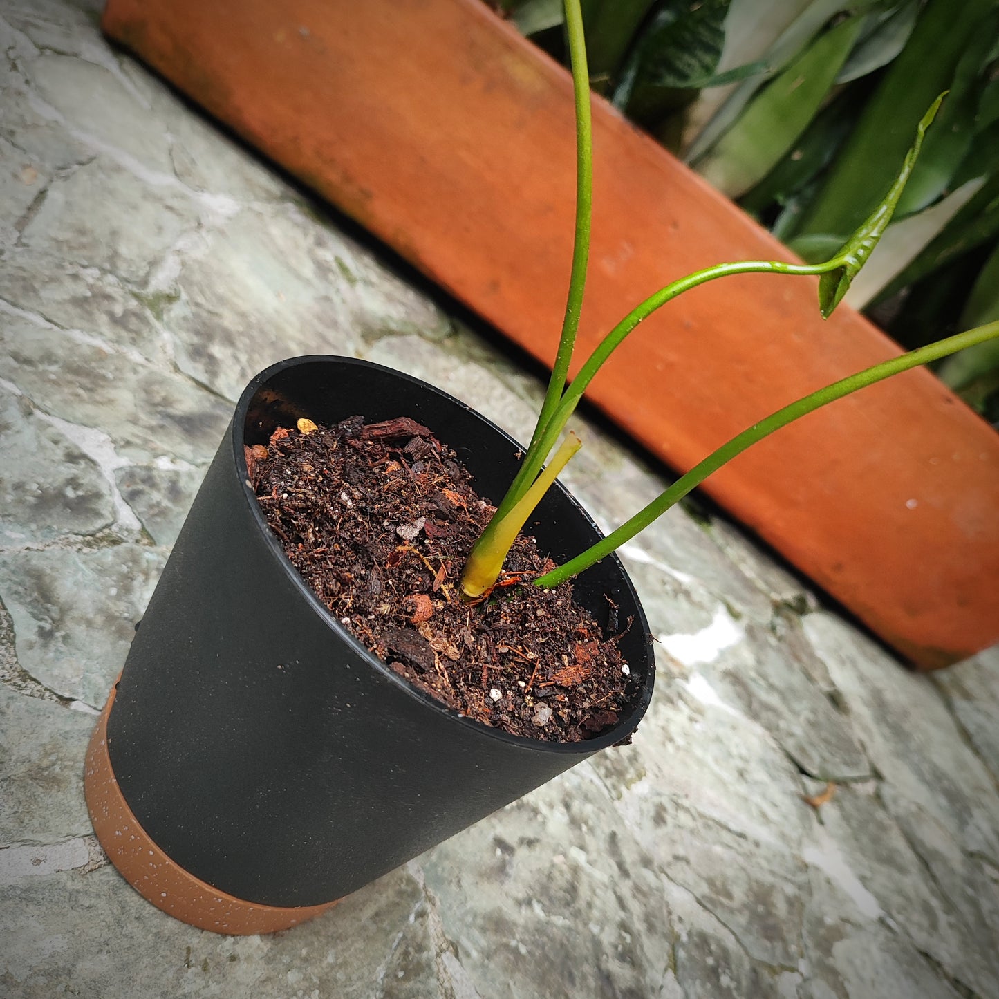 Anturio Marmoratum (ala de angel)