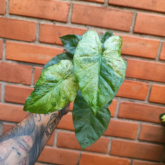 Alocasia Odora