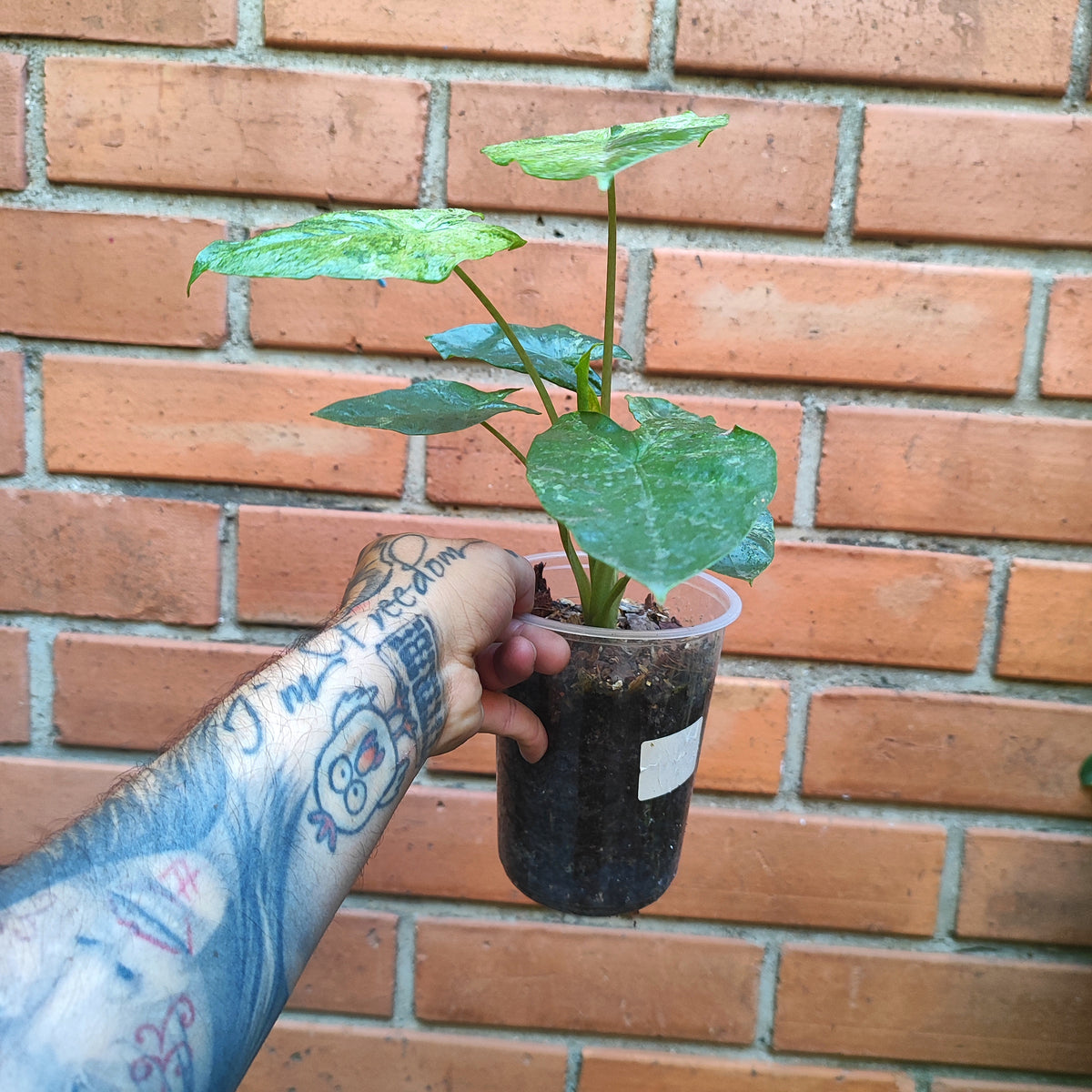 Alocasia Odora