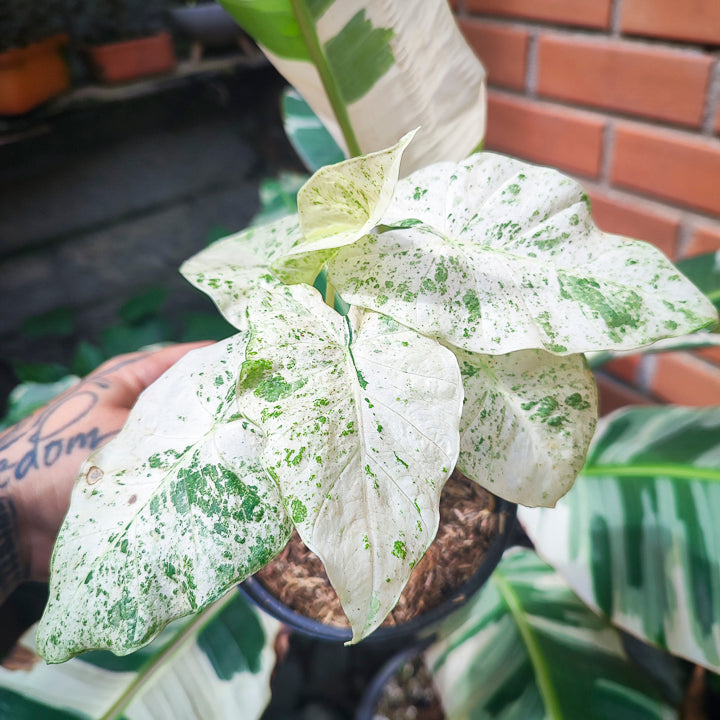Alocasia Odora Variegada