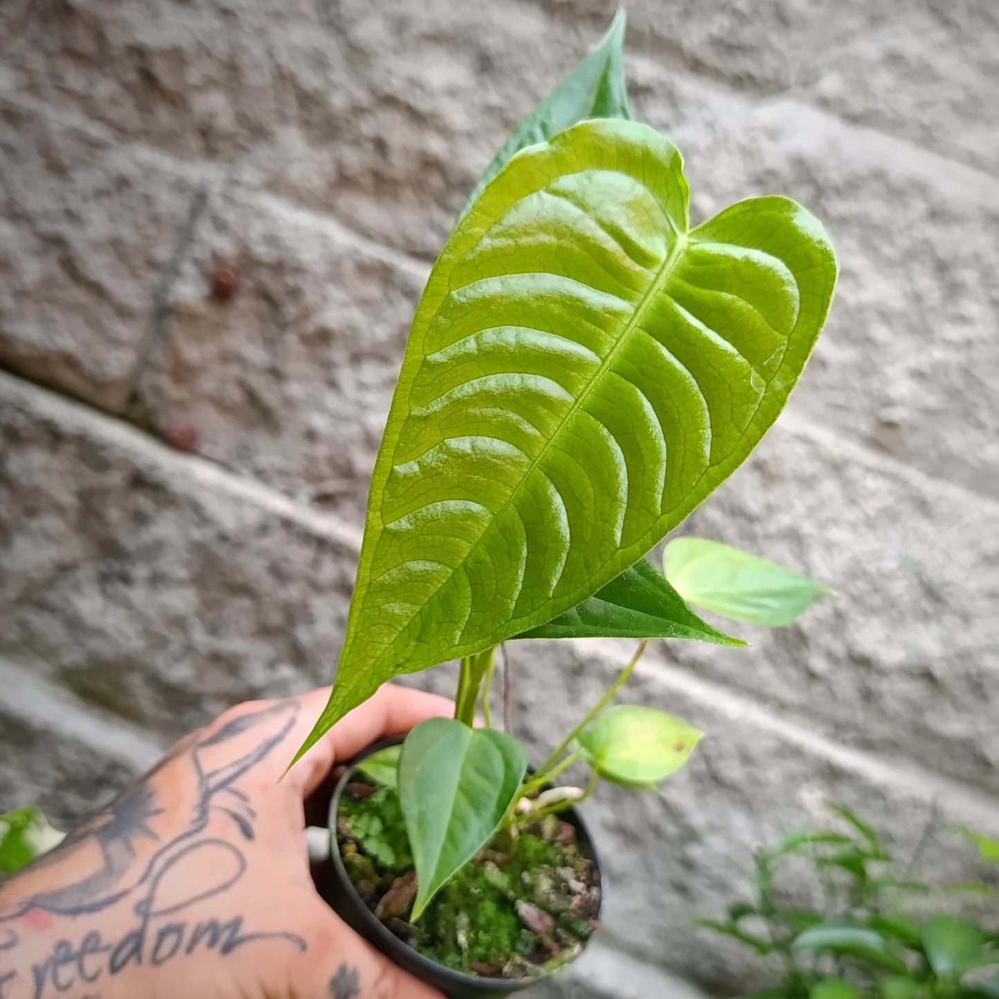 Anturio Veitchii (Rey) narrow