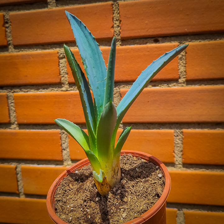 Agave Tequilana