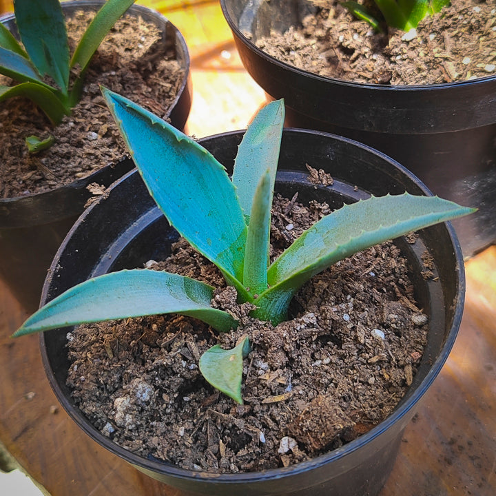 Agave Tequilana