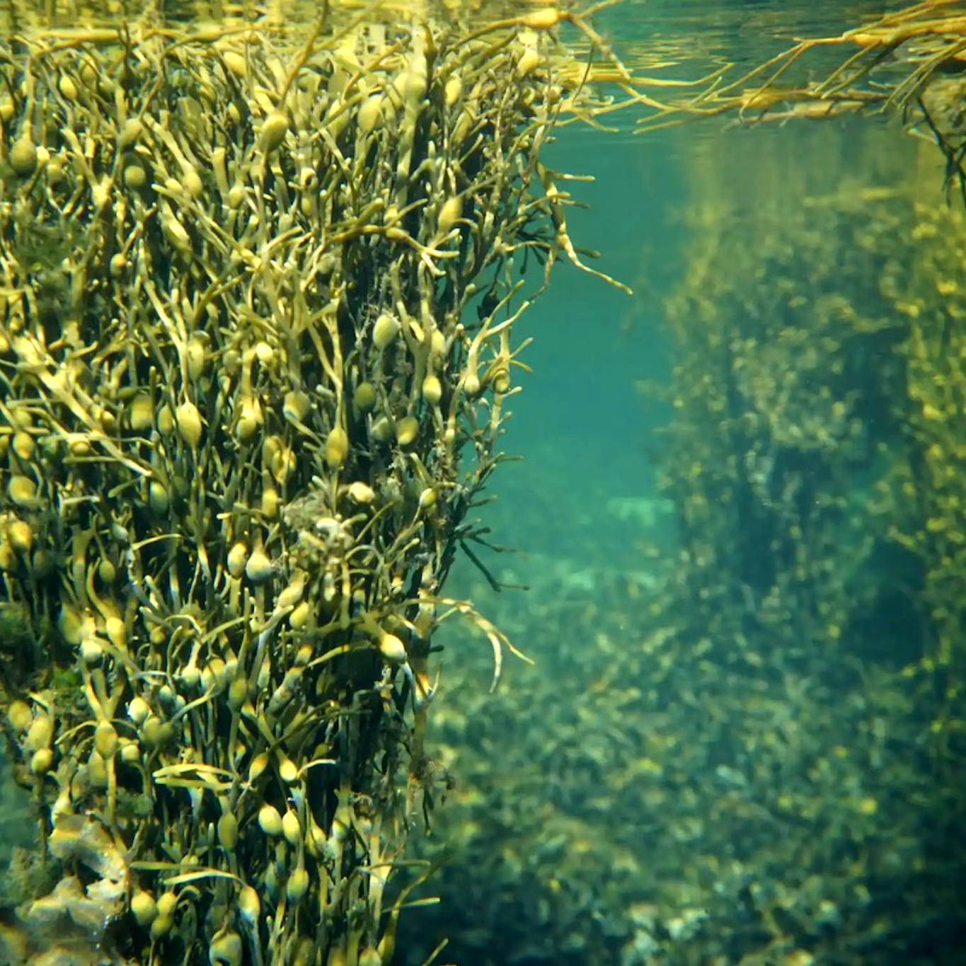 Extracto Algas Marinas