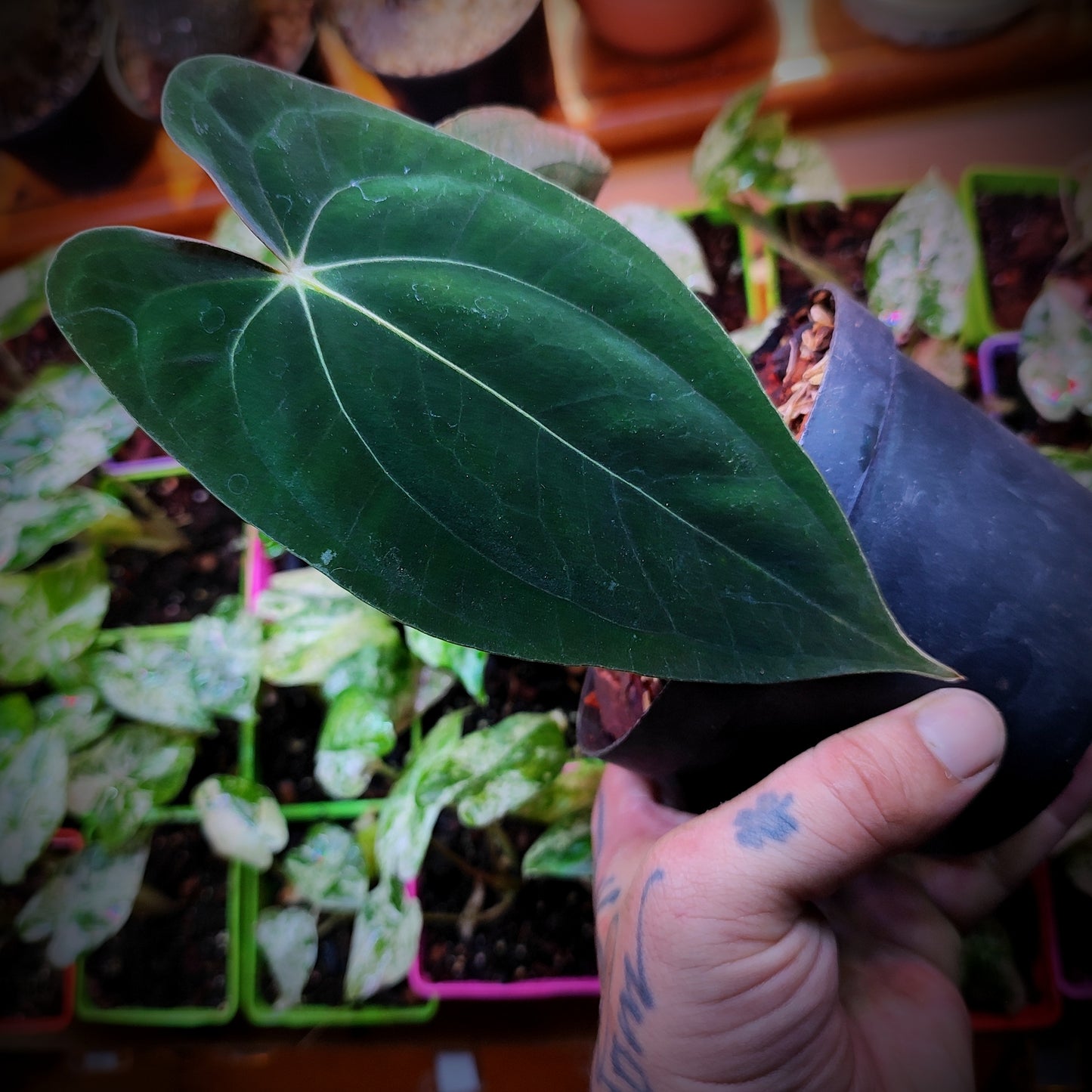 Anturio Papillilaminum