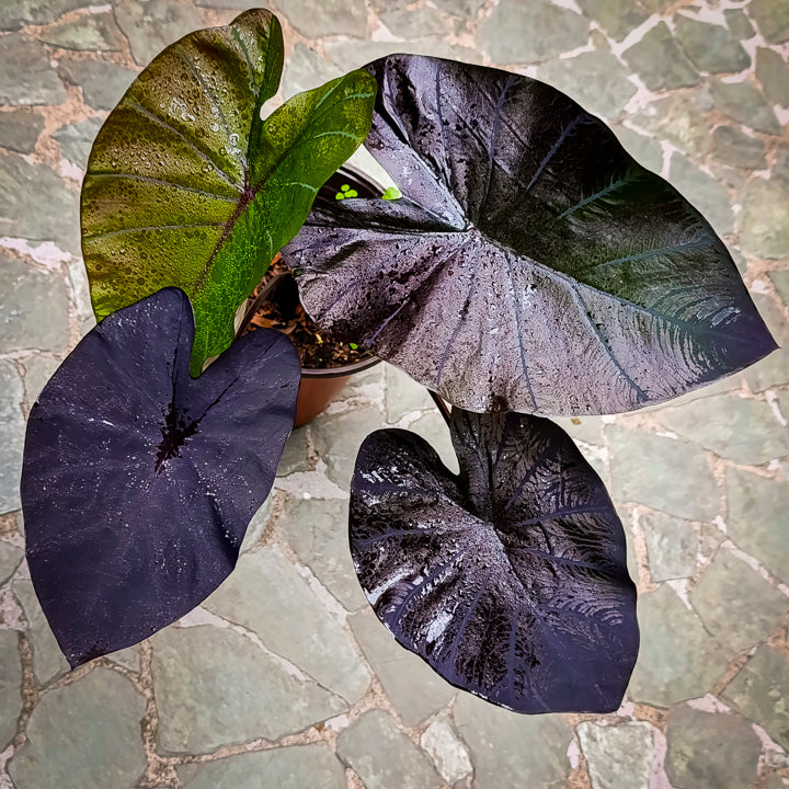 Colocasia Black Coral