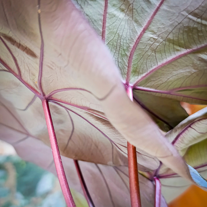 Colocasia Black Coral