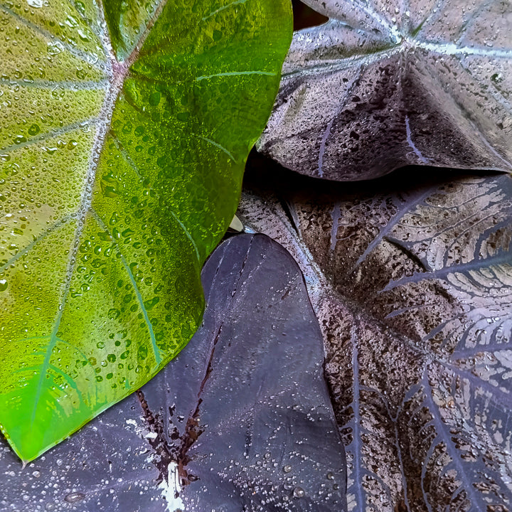 Colocasia Black Coral