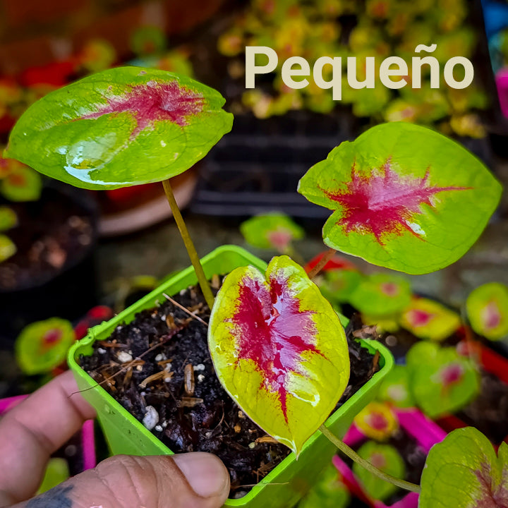 10 Caladium Lemon Blush pequeños