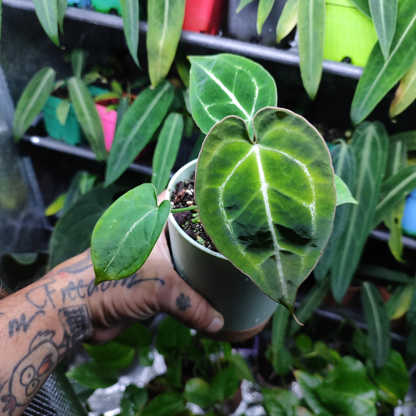 Anturio Crystallinum