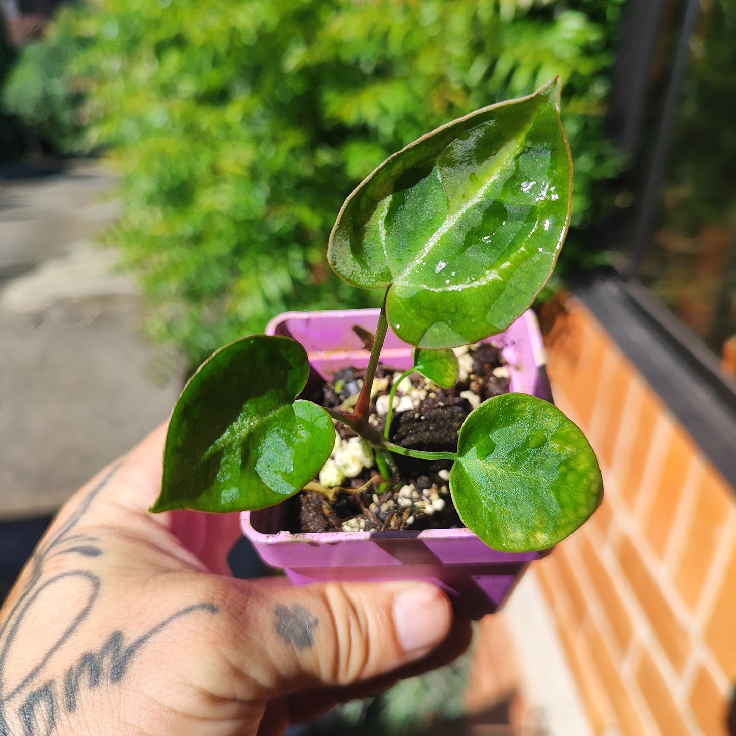 Anturio Crystallinum