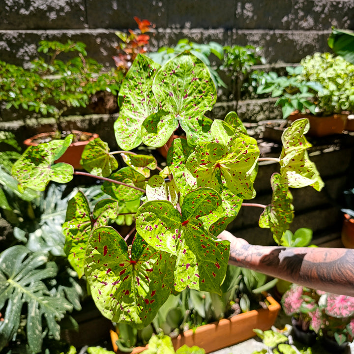 Caladium Miss Muffet