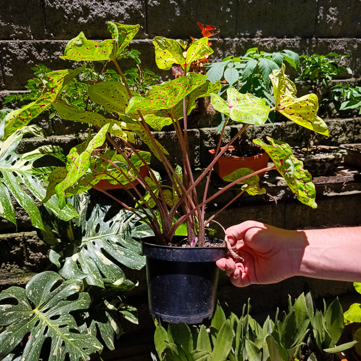 Caladium Miss Muffet