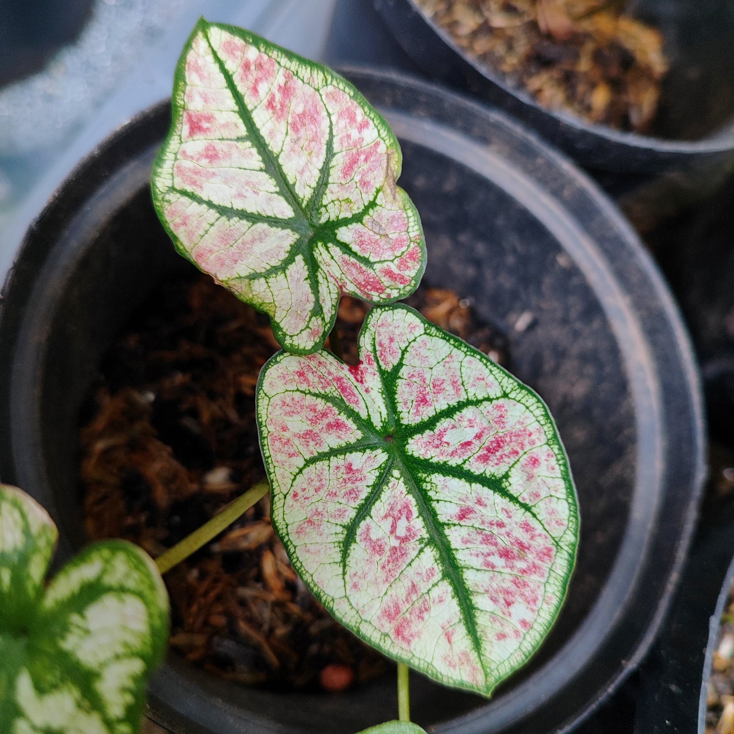 Caladium Fire Phoenix