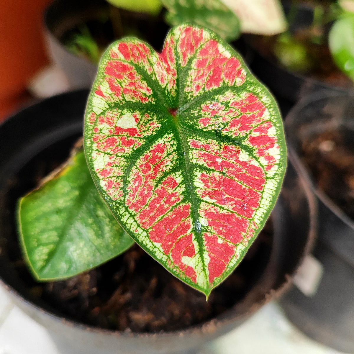 Caladium Fire Phoenix