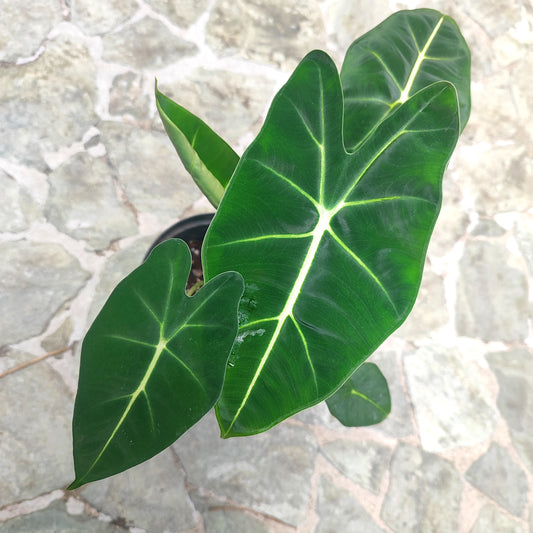 Alocasia Micholitziana "Frydek"