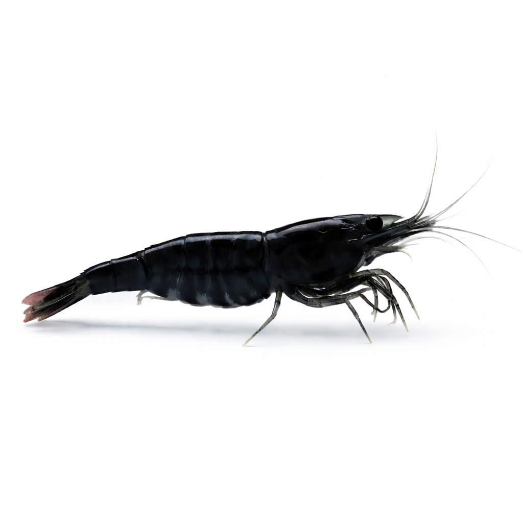 Gamba Neocaridina Negra "Black Rose"