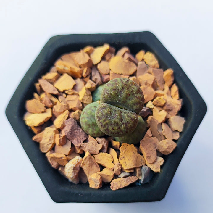 Lithops #3 en matera de barro