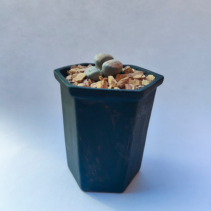 Lithops #3 en matera de barro