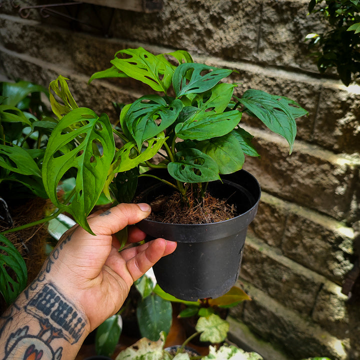 Monstera Adansonii