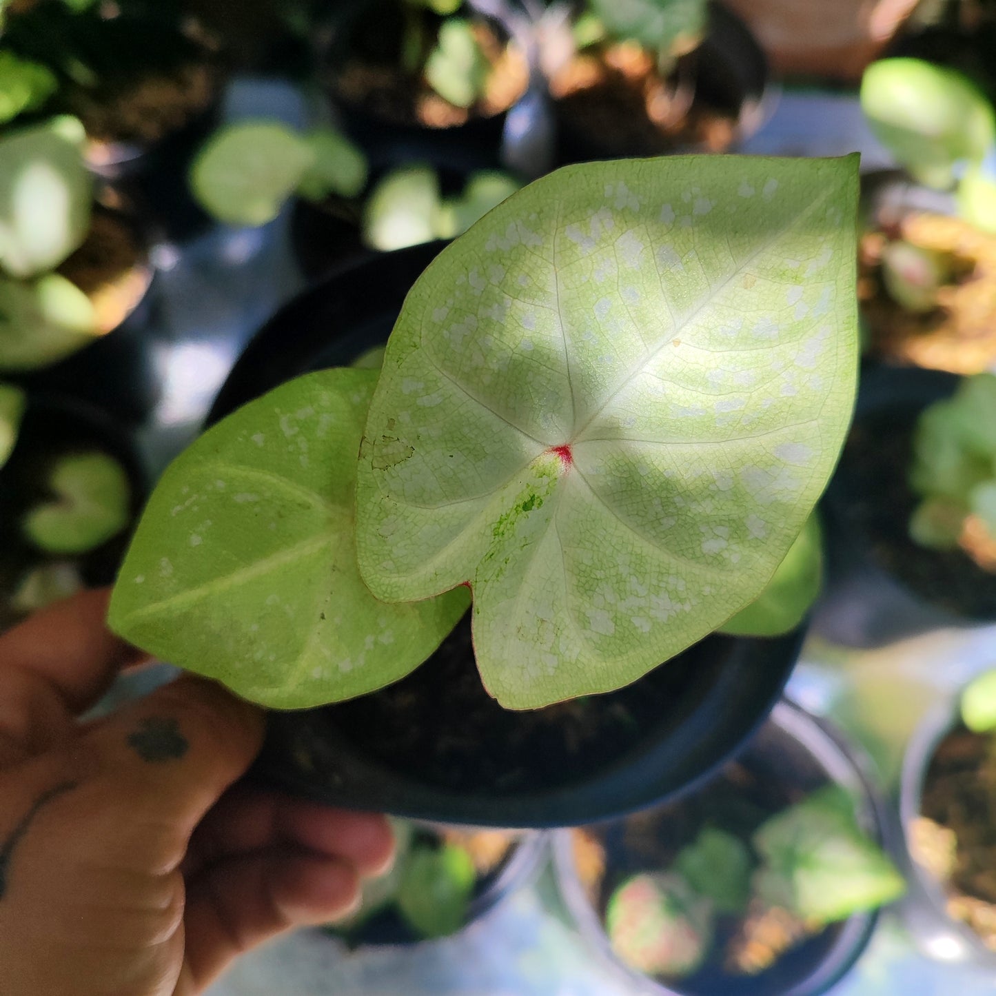 Caladium Milano