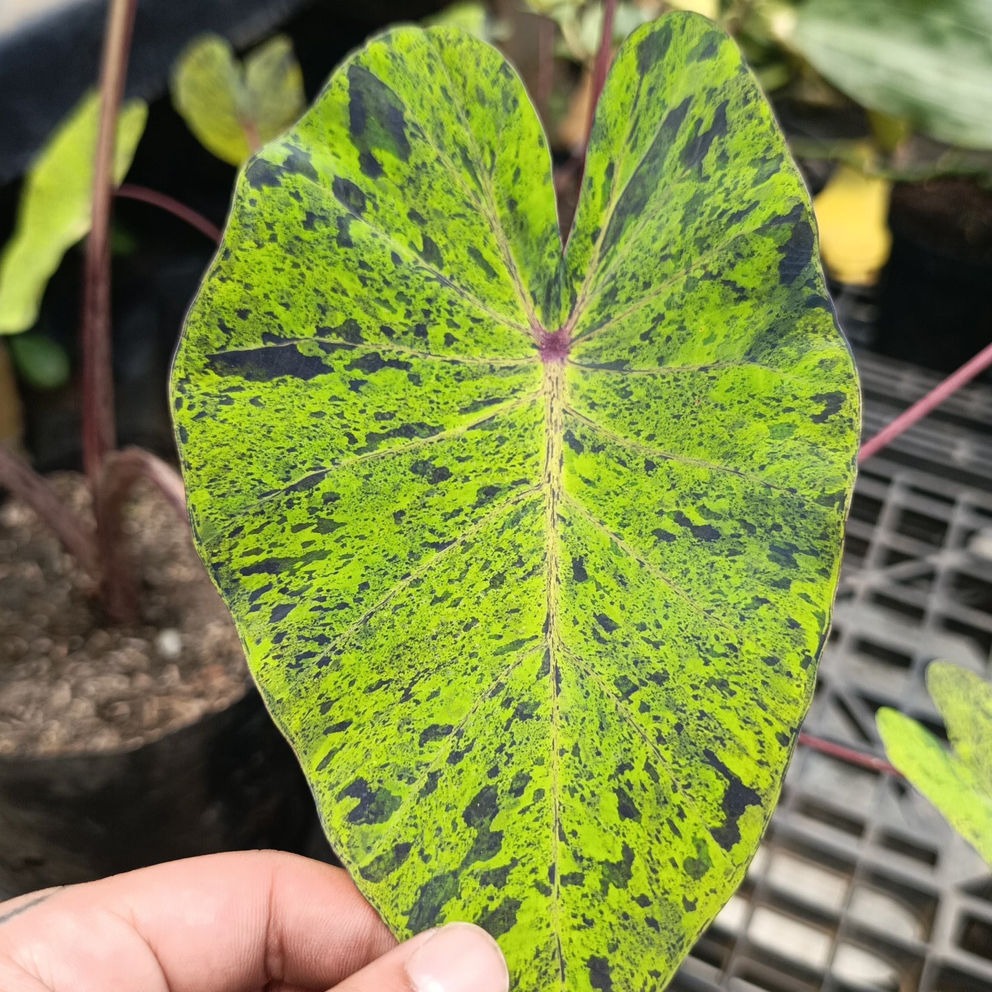 Colocasia Mojito