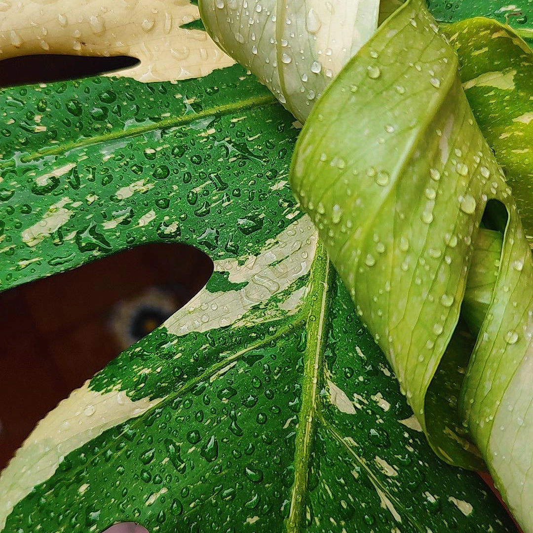 Monstera Deliciosa Variegada "Thai Constellation"