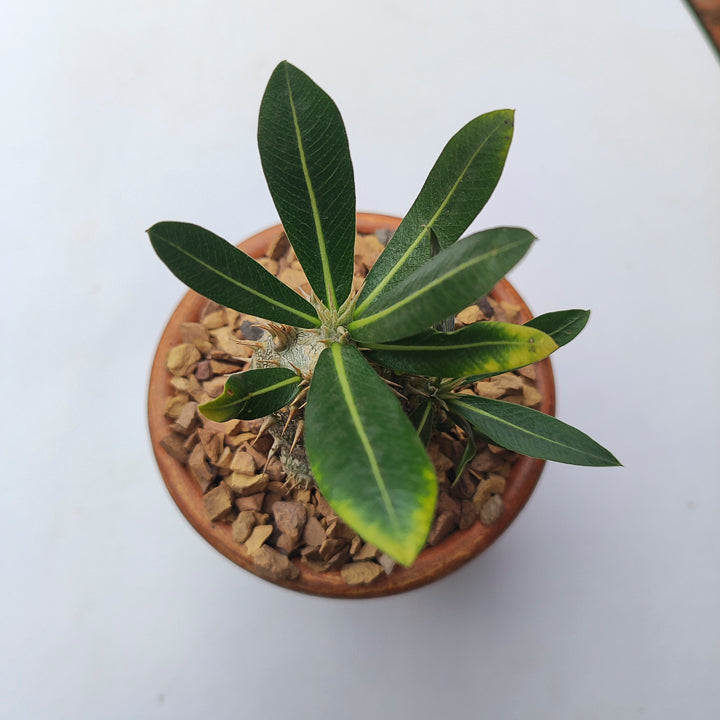 Pachypodium Densiflorum #2 en matera de barro