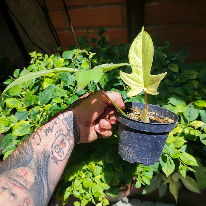 Philodendron Florida Ghost